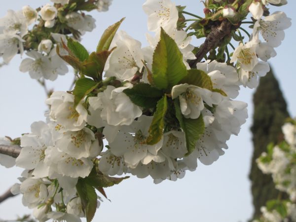 ciliegia di Vignola - ramo fiorito