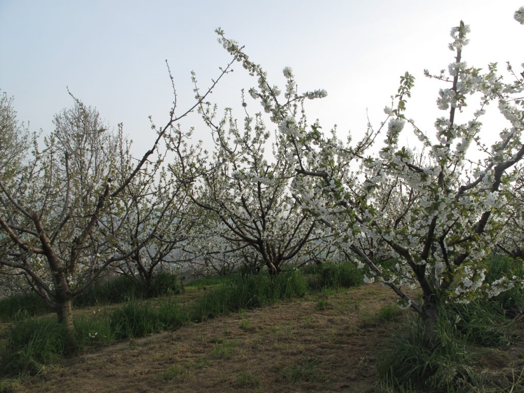 Alberi in fiore - ciliegia di Vignola