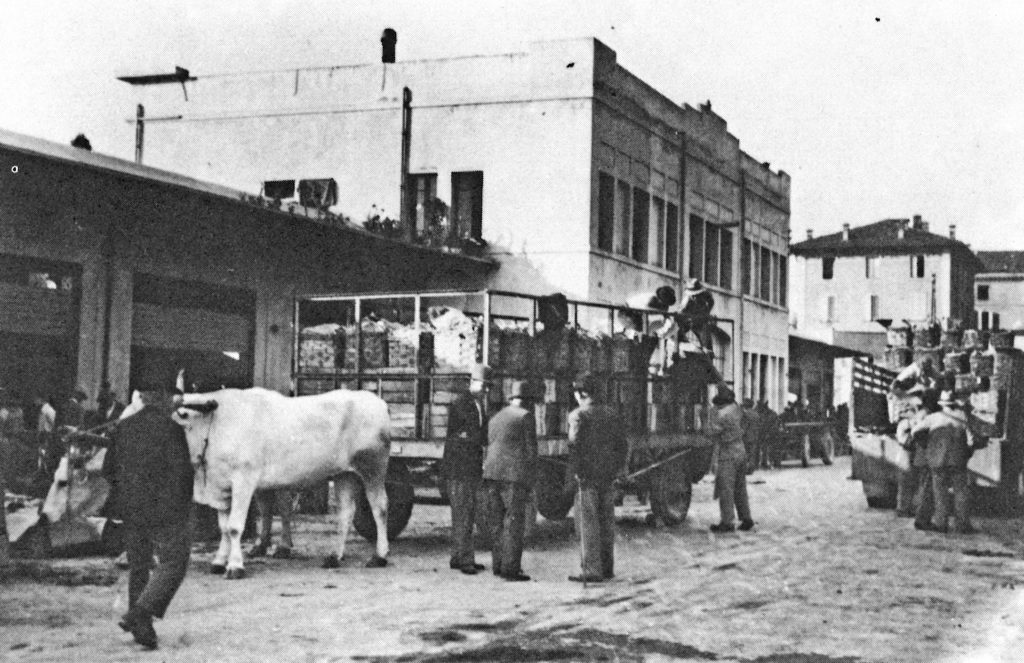 Vignola è tempo di ciliegie mercato ortofrutticolo 1942