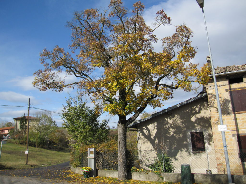 Dalla Resistenza alla Costituzione. Ospitaletto. L'albero della memoria, al quale il 13 agosto 1944 è stato impiccato il partigiano Luciano Orlandi.