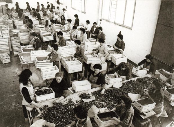 Storia di Vignola. Secondo dopoguerra. Cernitrici ortofrutticole al lavoro nel magazzino Bettelli e Ferrari. Foto archivio Gruppo Mezaluna-Mario Menabue