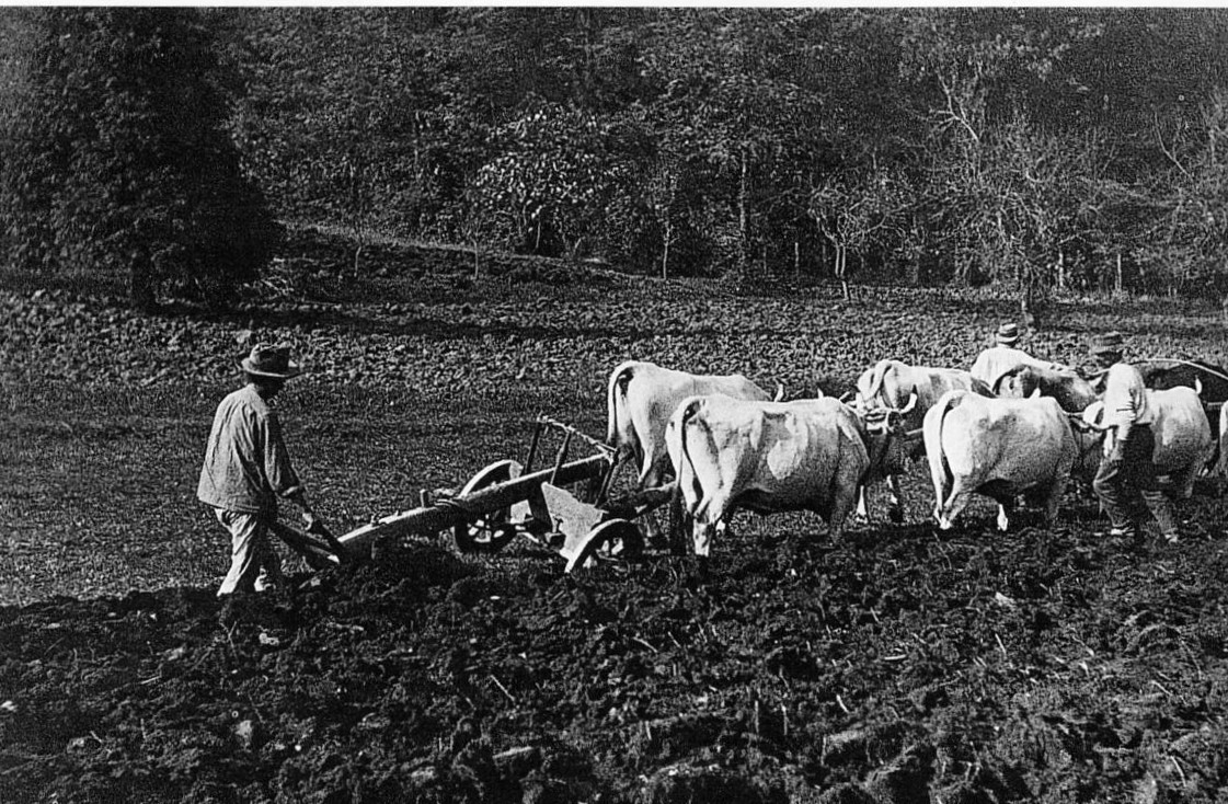 L'aratura dei campi. Foto dall'Archivio del Gruppo Mezaluna - Mario Menabue. Storia della ciliegia di Vignola