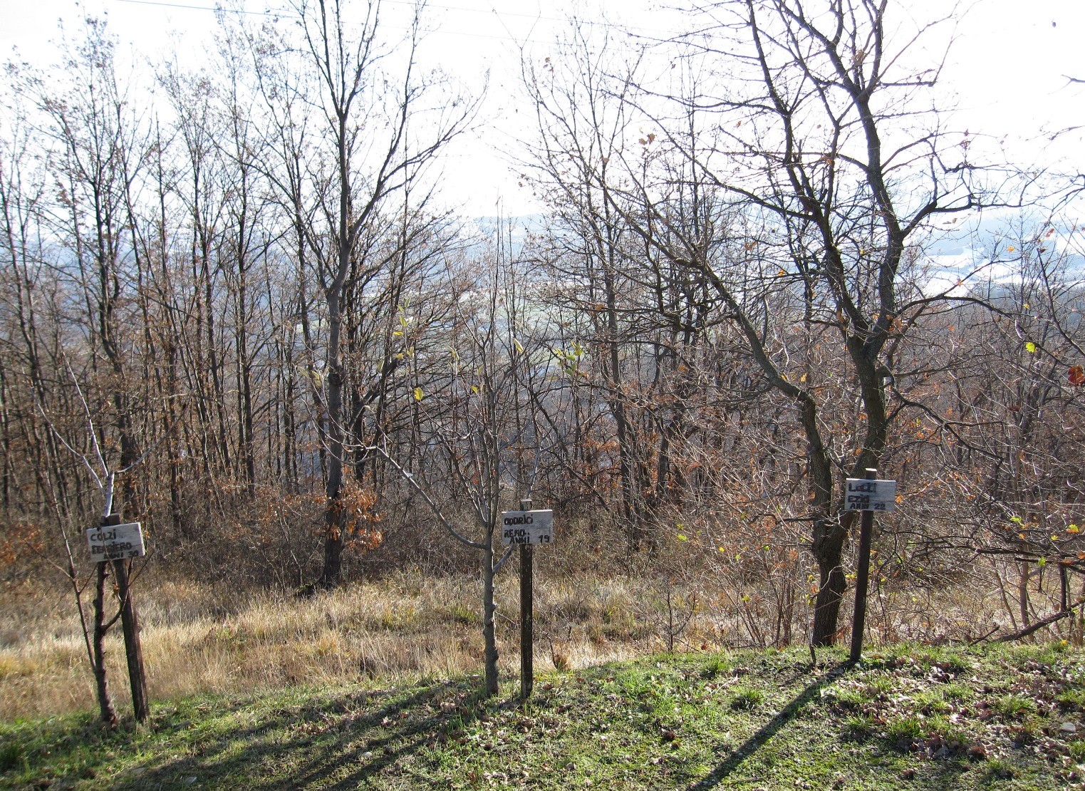 Alberi piantati in memoria degli impiccati nella strage dei Boschi di Ciano, a pochi metri dal luogo dei patiboli
