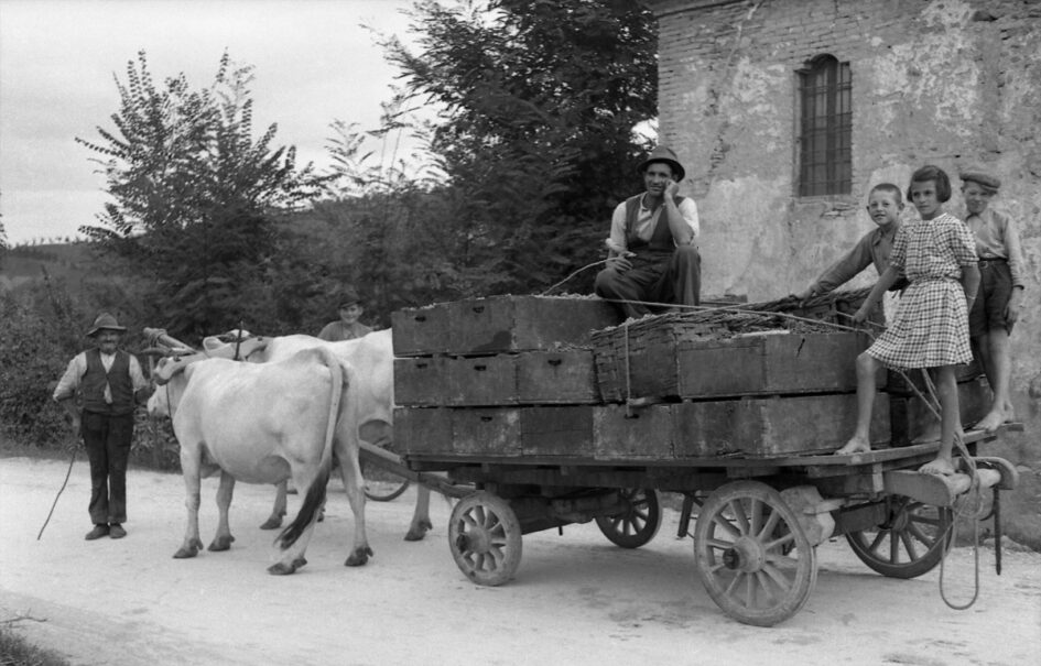 Contadini che trasportano l'uva su un carro trainato da buoi. Foto tratta dal Fondo archivistico di Giuseppe Simonini, da cui sono tratte le immagini storiche esposte al Museo Rosso Graspa