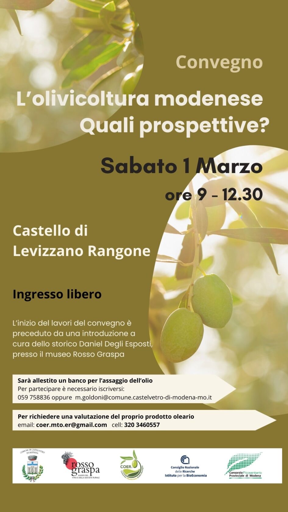 olivocoltura sulle colline modenesi
